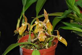 Image result for Bulbophyllum cochleatum