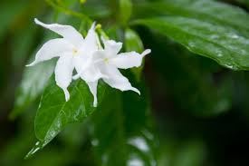 Immagini stock arancione jessamine e una pianta sempreverde. Falso Gelsomino Rampicante Dai Bellissimi Fiori A Stella Profumati