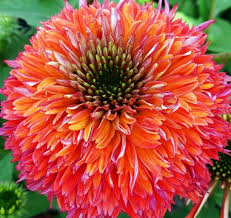 Pin On Flowers So Lovely
