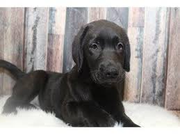 If you like what you see, inquire about our puppies for adoption! Puppies And Dogs For Sale Petland Round Lake Beach Illinois Dogs For Sale Puppies Dogs