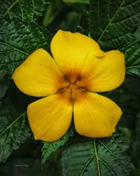 Image result for Turneraceae