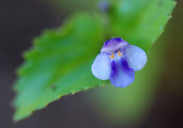 Image result for Craterostigma nummulariifolium