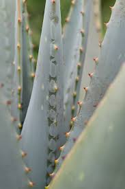 Image result for Aloe littoralis