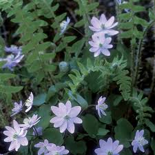 Maybe you would like to learn more about one of these? Combinations Made In The Shade Finegardening
