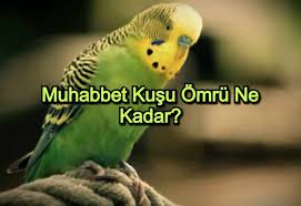 muhabbet kusu omru ne kadar zovovo en iyi bilgi sitesi