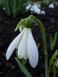 Galanthus Nivalis Angelique January Birth Flowers Birth Flowers Garden Bulbs