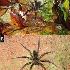 They're also known as tebo or trevo. Pdf Notes On The Feeding Habits Of The Okinawan Fishing Spider Dolomedes Orion Araneae Pisauridae In The Southwestern Islands Of Japan