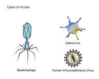 All true viruses contain nucleic acid —either dna (deoxyribonucleic acid) or rna (ribonucleic acid)—and protein. Virus Structure Biology Quiz Quizizz