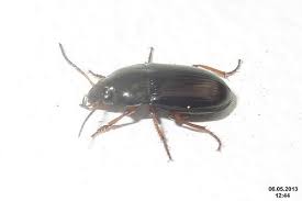 Roaches are basically flattened insects that are holding wings over their backs. Need To Know What Bugs Look Like Cockroaches Pestkilled