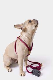 Ray Dark Red Rope All In One Harness And Leash In 2020 Dog Harness Dogs Tiny Dog Breeds