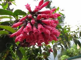 Image result for Cestrum elegans