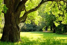 The bur oak is in deed a mighty oak. Bur Oak Planting And Maintenance Schulhoff Tree Lawn Care Inc