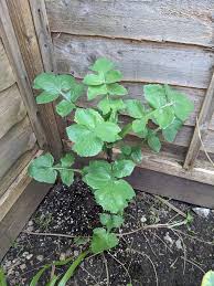 Image result for Nidorella ivifolia