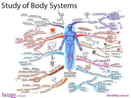 Written by global leaders in the field, imaging anatomy: Anatomy Mapper Shefalitayal
