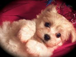 This is our third litter and our last. Havanese Puppies For Adoption In Michigan Havanese Puppies Havanese Puppies For Sale Puppies