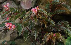 Begonia Serratipetala 100917 0536 Begonia Botanical Gardens Plant Nursery