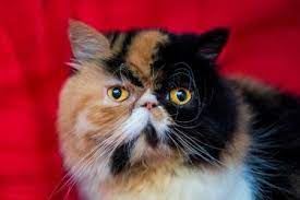 They have a very distinctive appearance due to their being originally bred with. Characteristics And Care Of Persian Cats Lovetoknow