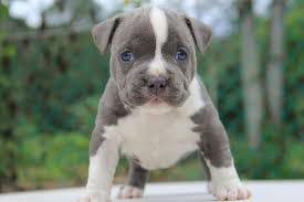 They are stubborn and fearless, but very gentle and kind with family. Pitbull Dog Price Cost Range Where To Buy American Pit Bull Puppies