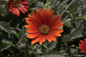 Image result for Arctotis