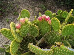 Pin On Plants Succulents Cactus