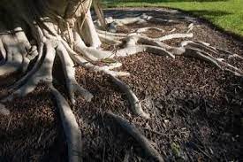 How To Landscape Around Tree Trunks Roots Landscape Around Tree Landscaping Around Trees Tree Roots