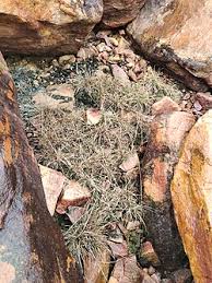 Image result for Tripogon minimus