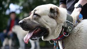 Despite its size, the kangal dog is a fairly calm and controlled breed. Kangal Dog Price Temperament Life Span