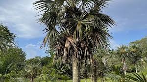 Image result for Coccothrinax