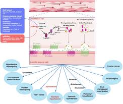 Image result for Aprocitentan