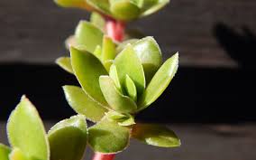 Image result for Crassula globularioides