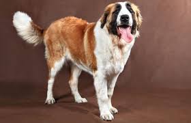 First, there's the name, saint corgnard. The Saint Bernard All You Need To Know About This Friendly Dog K9 Web