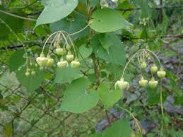 Image result for Pergularia