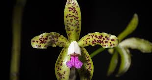 Image result for Asystasia guttata