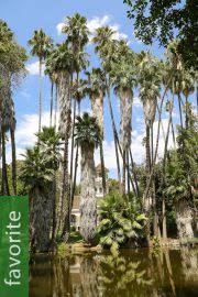 Image result for Raphia ruwenzorica