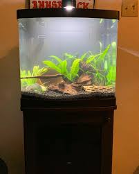 Transferred Everything From My Ten Gallon Over To The New Tank Slightly Cloudy But That Ll Clear Up Quick A Planted Aquarium Fish Tank Freshwater Aquarium