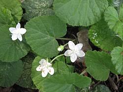 Image result for Rubus repens