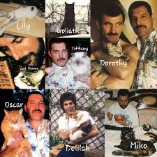 Appreciate Mercury Motg S Children In Case You Don T Know My Cats Are Freddie Roger John Brian Joe Queen Freddie Mercury Freddie Mercury Queen Meme
