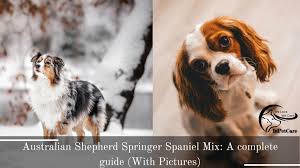We did not find results for: Australian Shepherd Springer Spaniel Mix A Complete Guide With Pictures