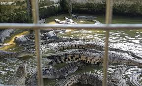 It was not the cheapest meal on this down under trip but. Bpdgtravels Building Memories Together Jb Teluk Sengat Crocodile Farm