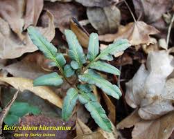 Image result for Botrychium dissectum