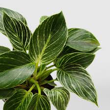 How many of you sit and stare at a leaf in anticipation of unfurling? How To Care For Philodendron Birkin Natures Colours