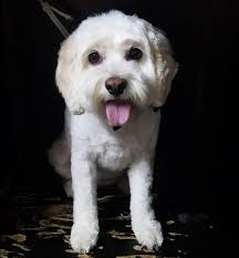 Your Pet's Peeve Pet Grooming Salon