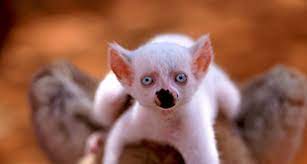 Baby Lemur Albino Animals Melanistic Animals Rare Animals