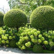 Tomasz Starzewski On Instagram Morning Topiary In France Glorious Gardens And Chateau Of Parc De Sceaux Front Garden Landscape Topiary Garden Garden Design