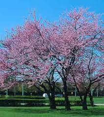 We did not find results for: Eastern Redbud Department Of Horticulture