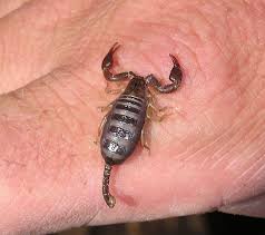 Pin On Arachnida Spiders Scorpions Etc