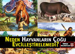 neden hayvanlarin cogu evcillestirelemedi turkce malumatlar
