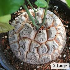 Image result for Dioscorea cotinifolia