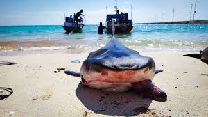 Tangkap yang digunakan untuk menangkap. Kisah Nelayan Pulau Ambo Yang Insyaf Ngebom Ikan Mongabay Co Id