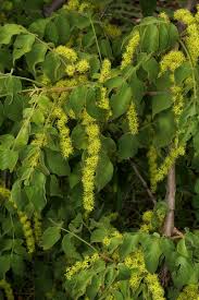 Image result for Lannea schweinfurthii